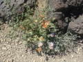Death Valley